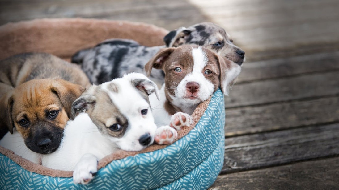 4 small puppies in a blue basket