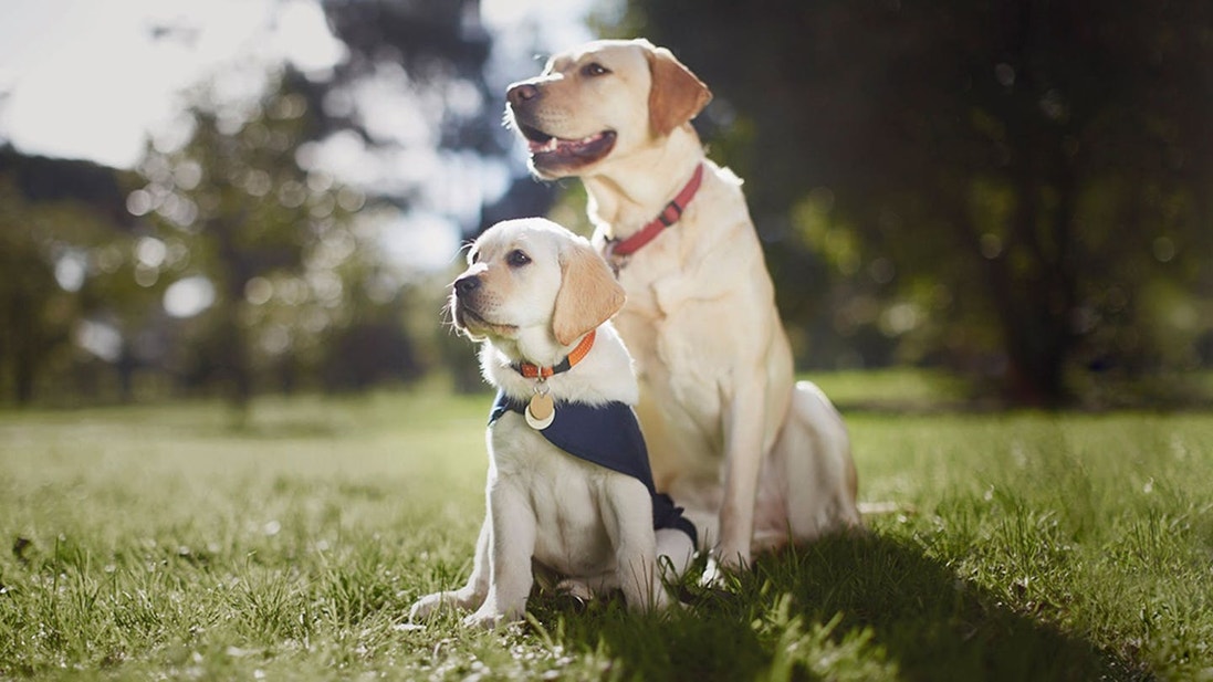 Puppy Golden Retriever with a medal