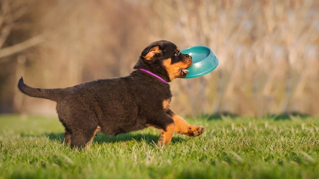 Cachorro de Rottweiler con un tazón en la boca