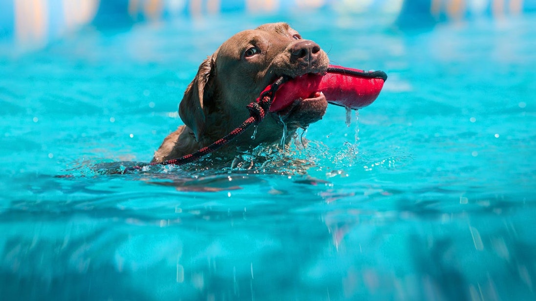 eukanuba-hub-activities-article-dock-diving-2-crop (1)
