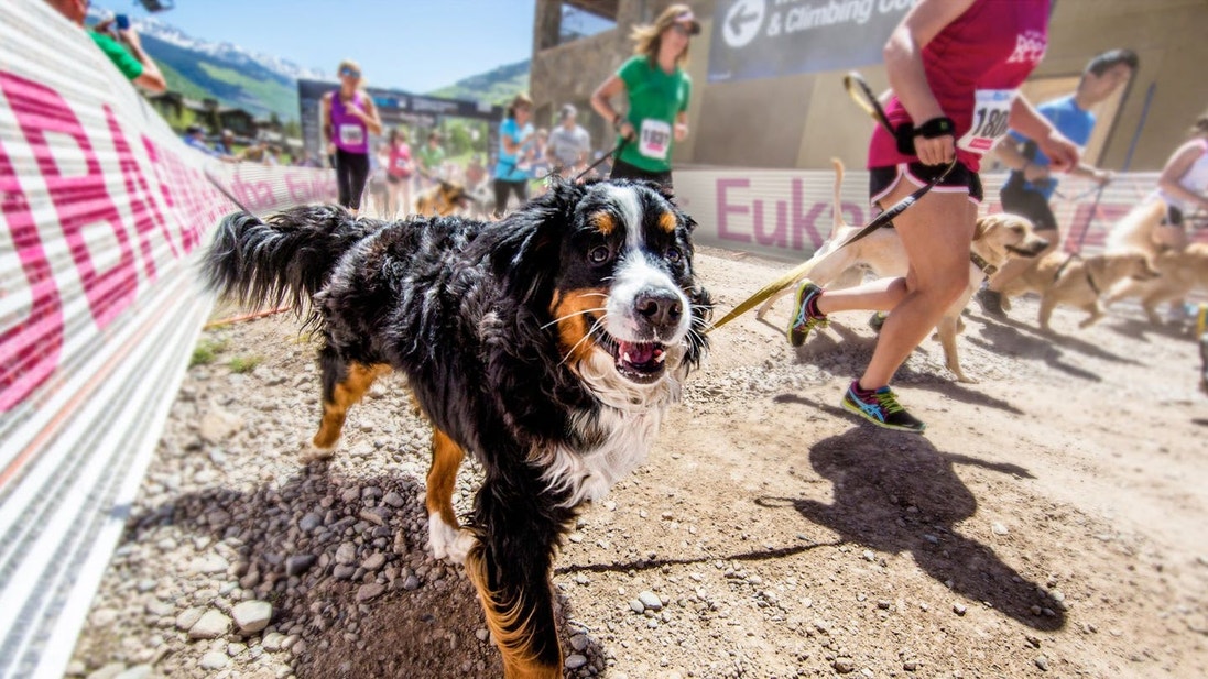 eukanuba-hub-activities-article-jogging-2-crop