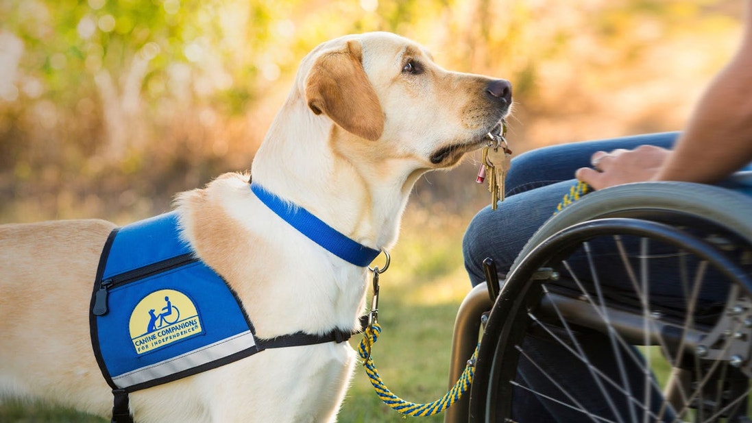 eukanuba-hub-activities-article-service-2-crop