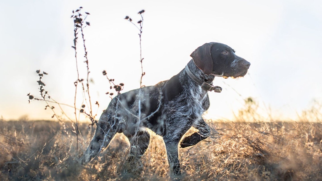 eukanuba-hub-activities-article-sporting-2-crop