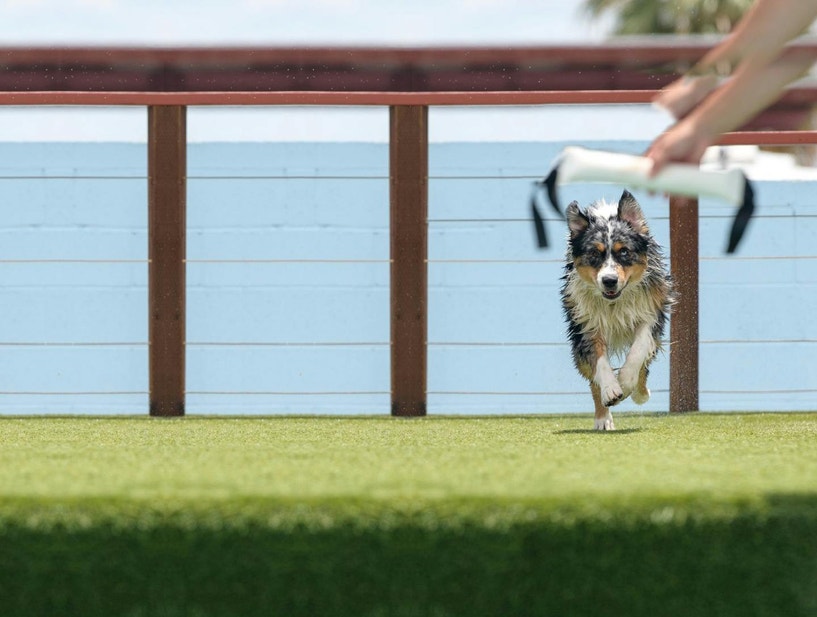 eukanuba-hub-activities-articles-activities-article-10
