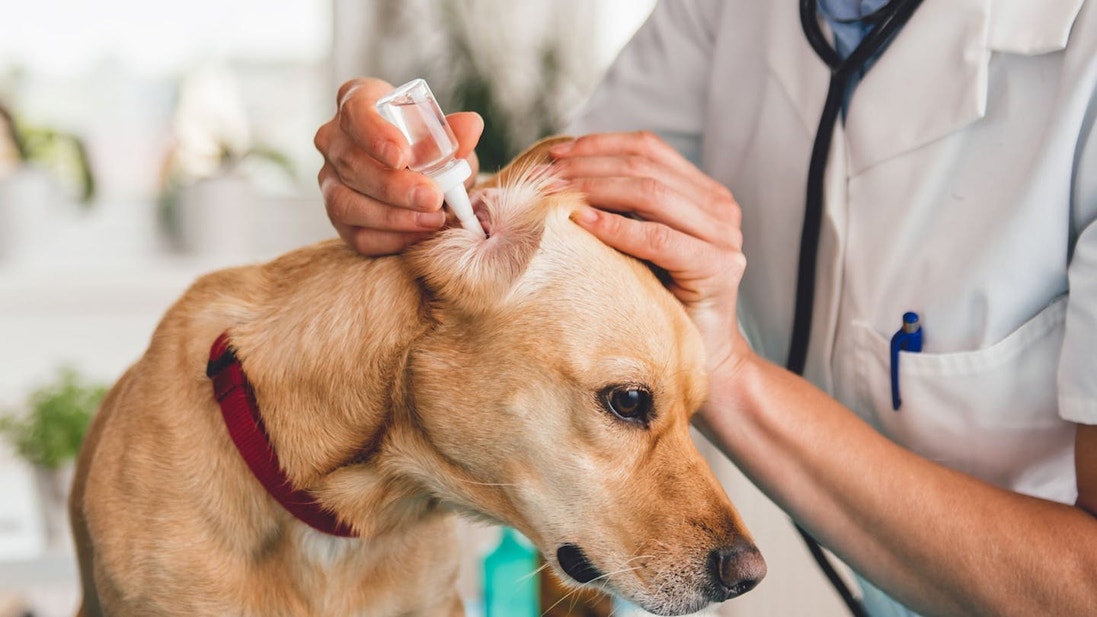 犬の耳に液体薬を垂らす獣医師