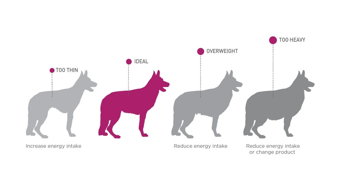 eukanuba-hub-health-article-health-article-4-crop