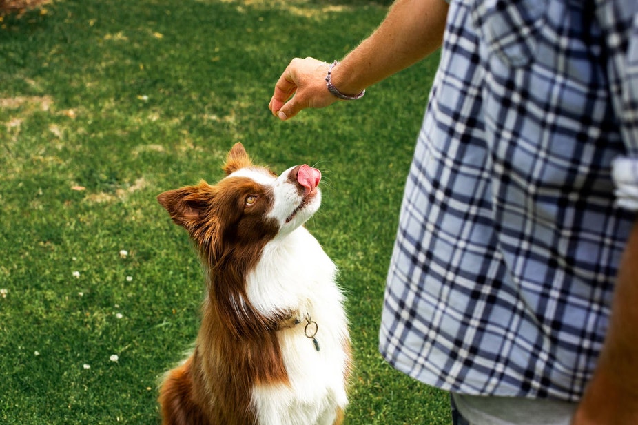 Dog waiting for a treat