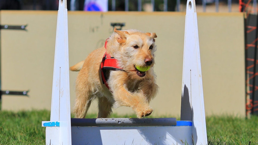 Light brown dog jumping over an obstacle with a yellow ball in his mouth 