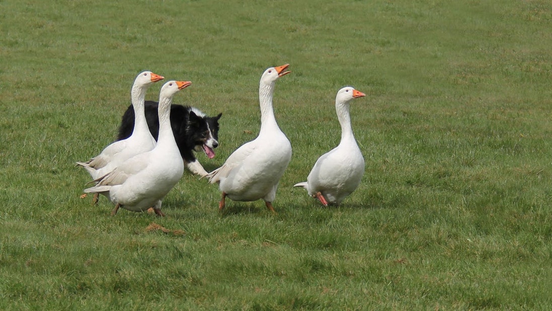 Black and white Border Collie in training, herding a group of geese