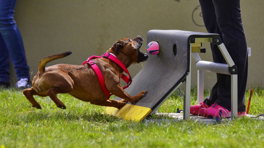 Brown dog catching a pink ball during a flyball competition 