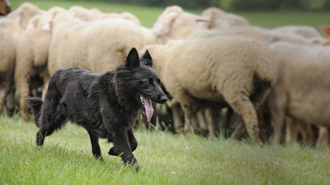 Belgian Shepherd Herding sheep