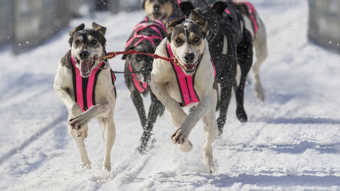 Group of Eurohounds in pink mushing harness running in the snow