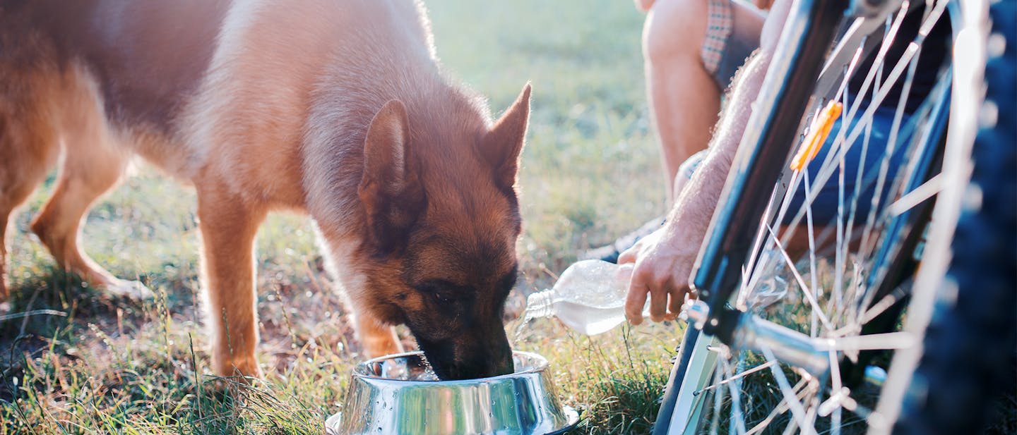 A German Shepherd drinking water being poured into a dog bowl with a person that was biking.