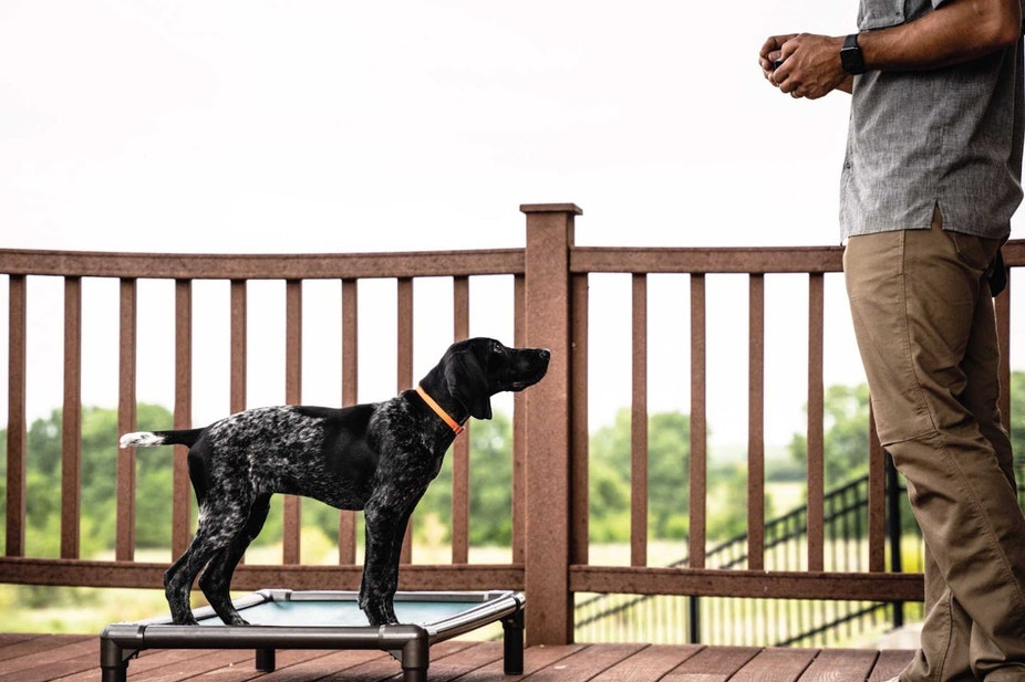 GSP Puppy training on a place board using clicker training