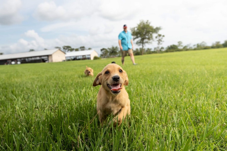 A yellow Lab puppy runs through the field while his owner watches