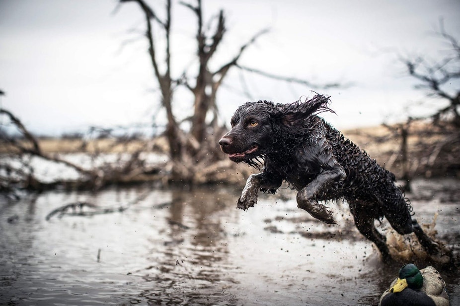 Boykin spaniel on a water retrieve