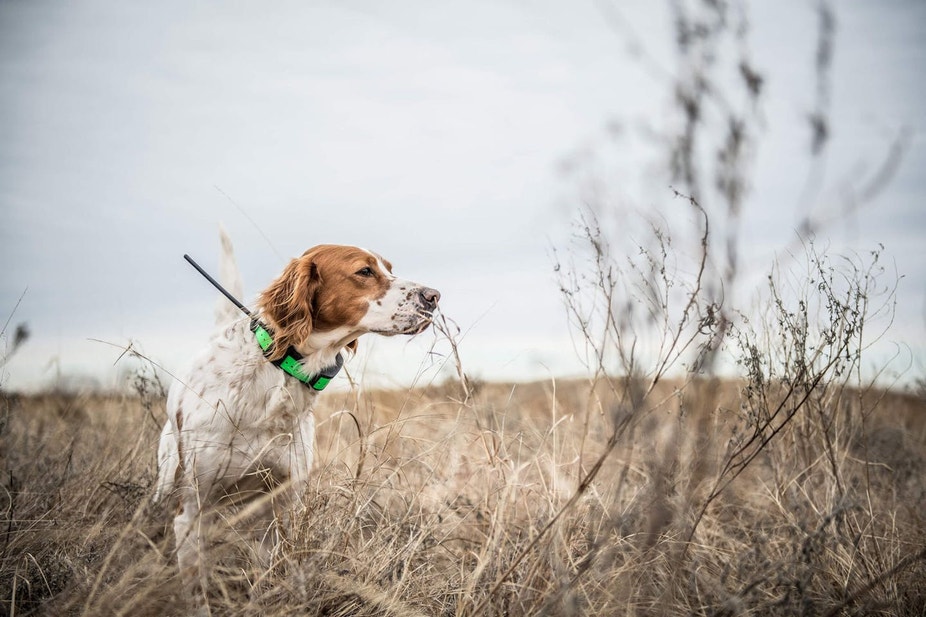 English setter on point in a broomstraw field