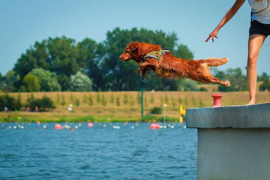 euk blog dog diving