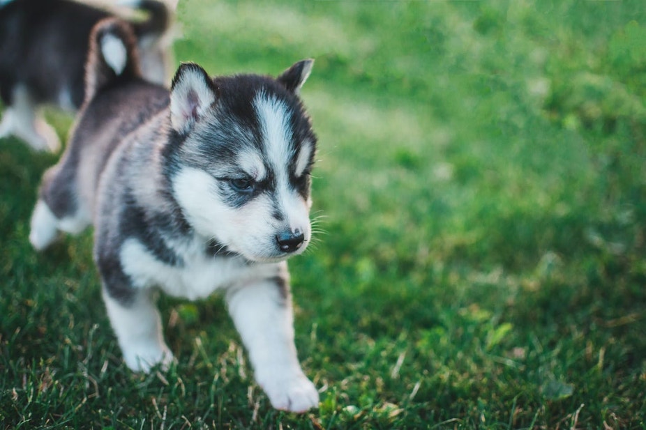 Husky puppy walking on grass