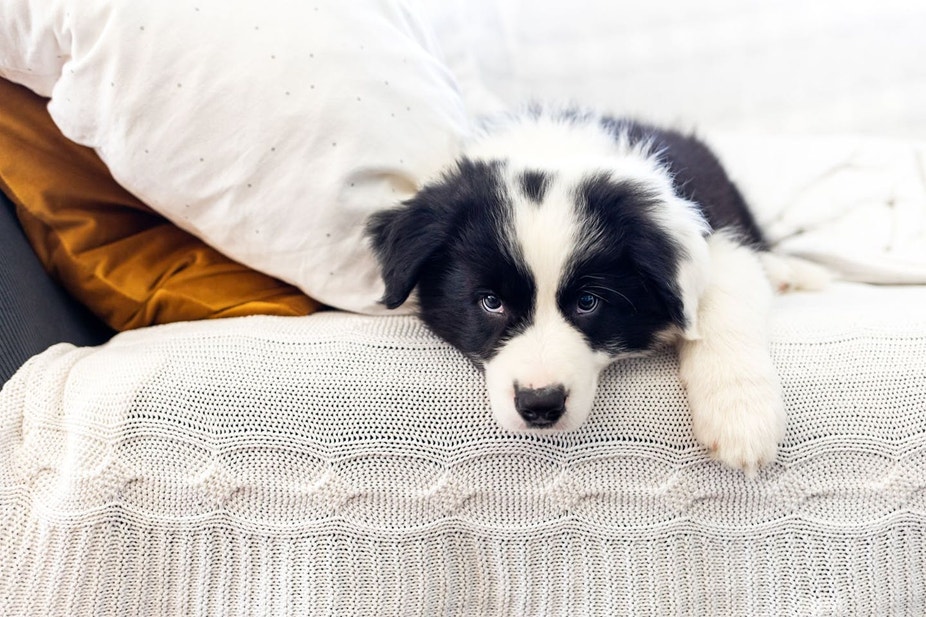 Black and white puppy laying in bed