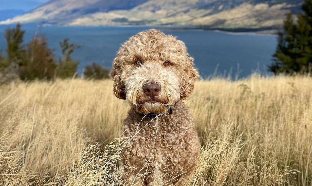 Dog with curly hair facing the camera, sitting in a field beside a lake