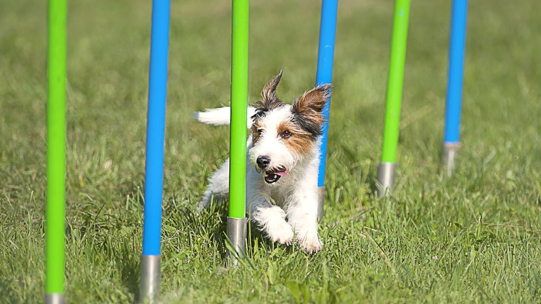 Long Haired Jack Russell Terrier slaloming around poles