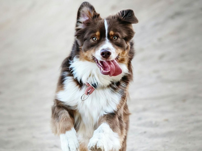 Brown and white dog jumping up with its tongue hanging out of its mouth