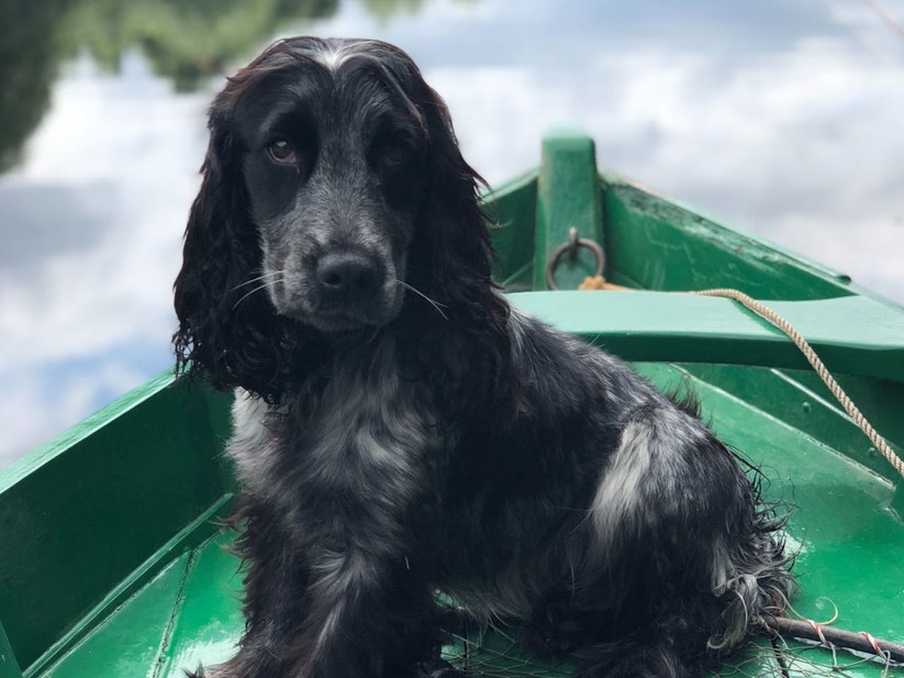 Black Spaniel sitting on a green boat on a lake