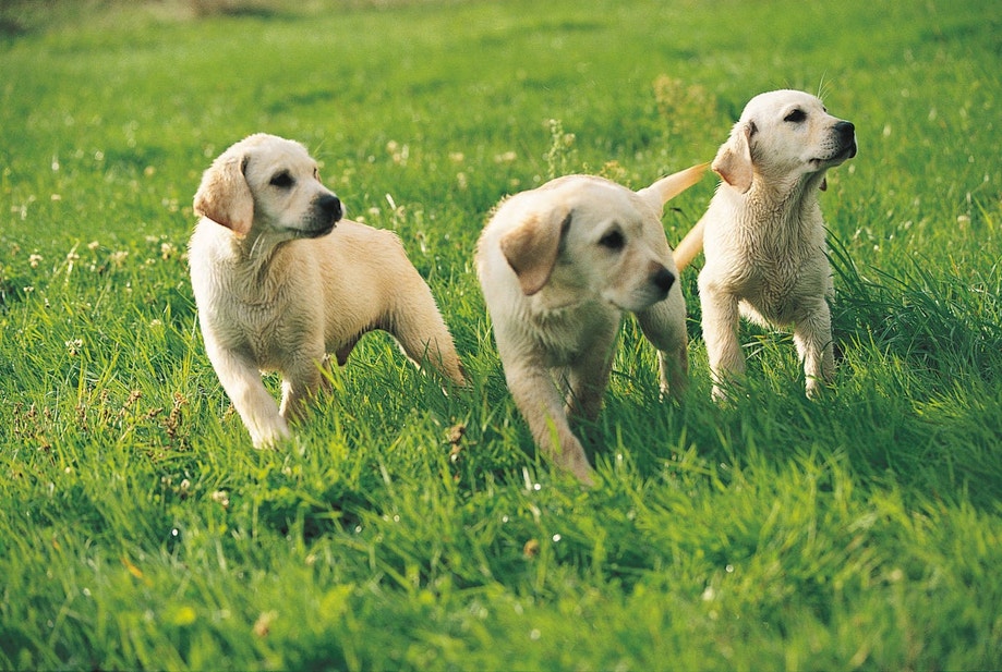 Three tan puppies