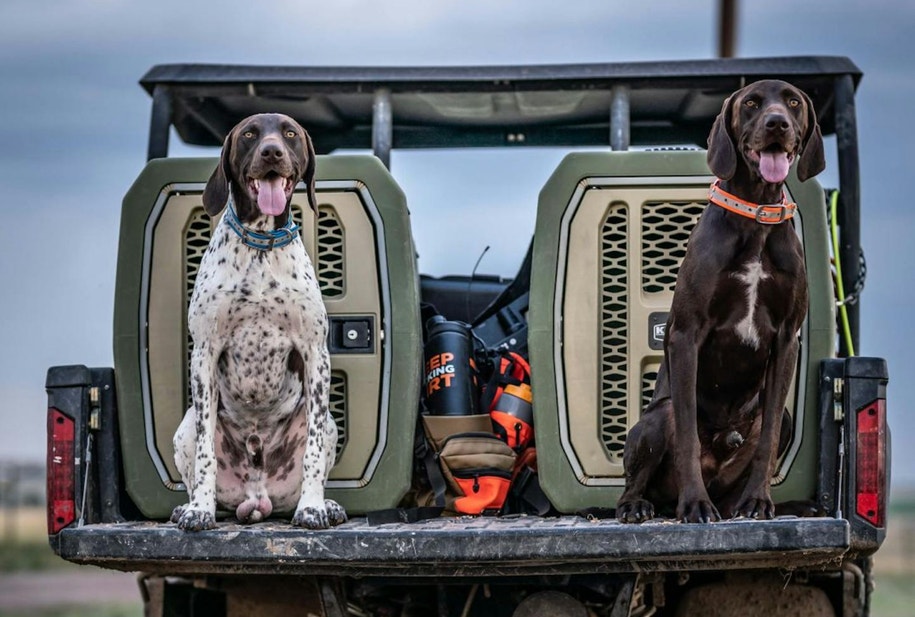 German shorthair pointers sitting on tailgate