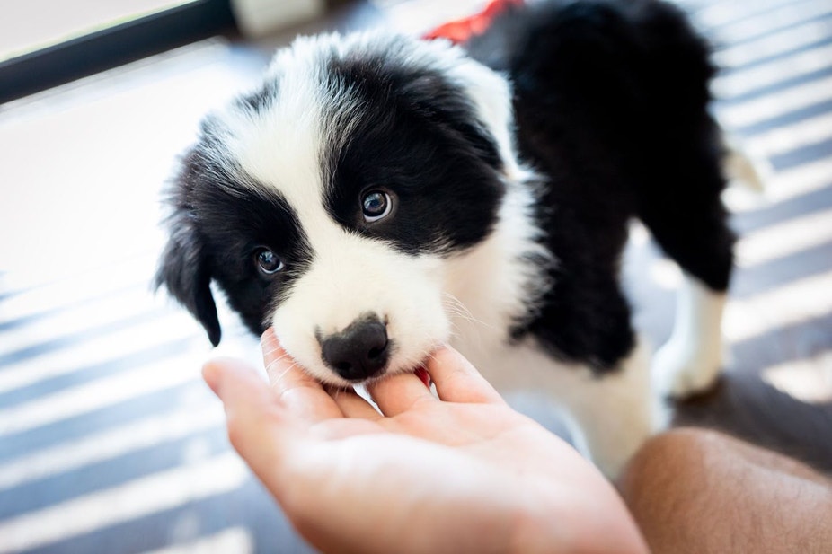 A black and white Border Collie puppy chewing on a person's fingers.