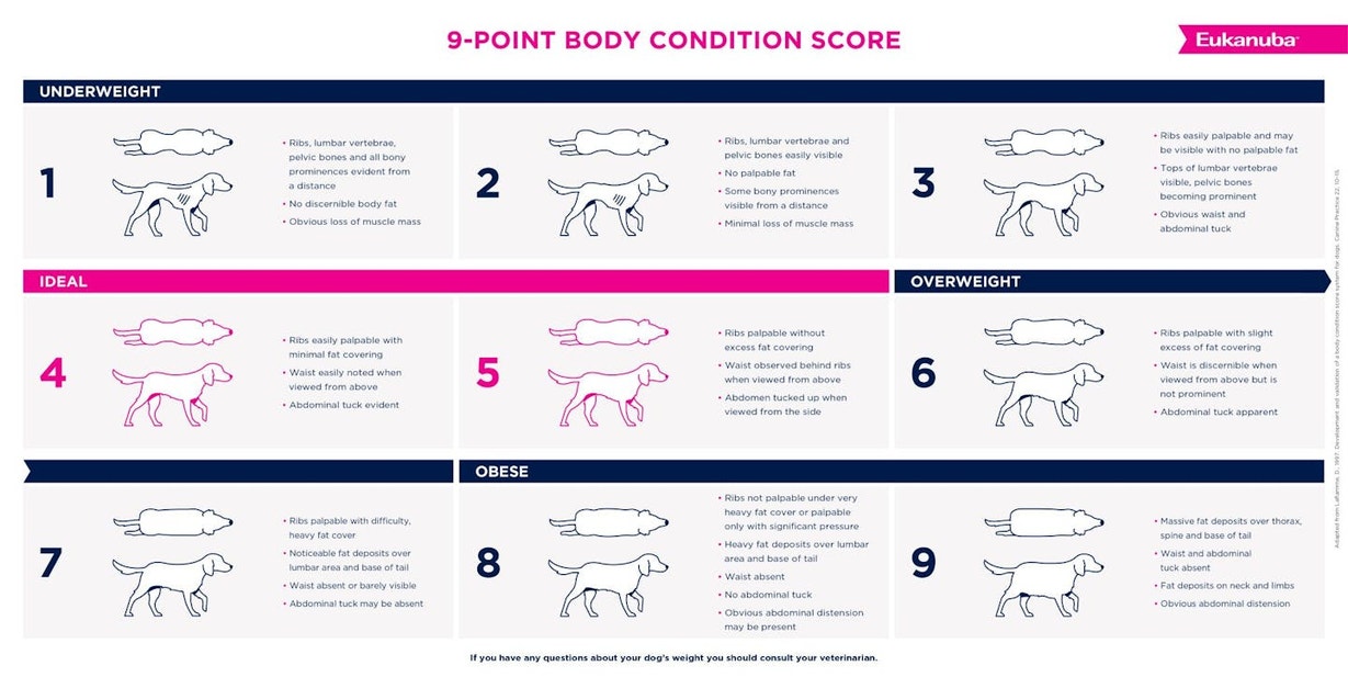 Eukanuba Body Condition Chart