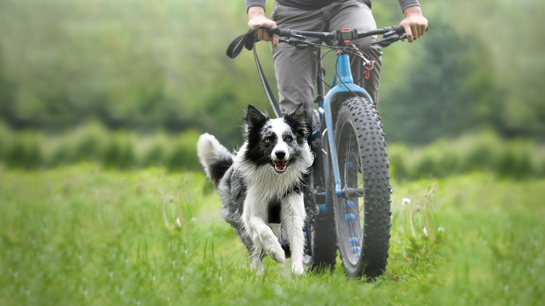 Black and white border collie running next to a mountain bike