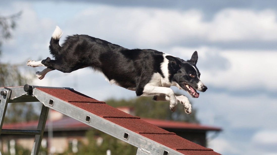 Black and white dog jumping over an agility ramp