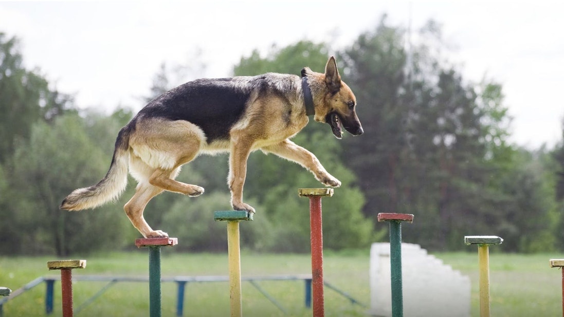 German Shepherd doing balance training over small platforms 