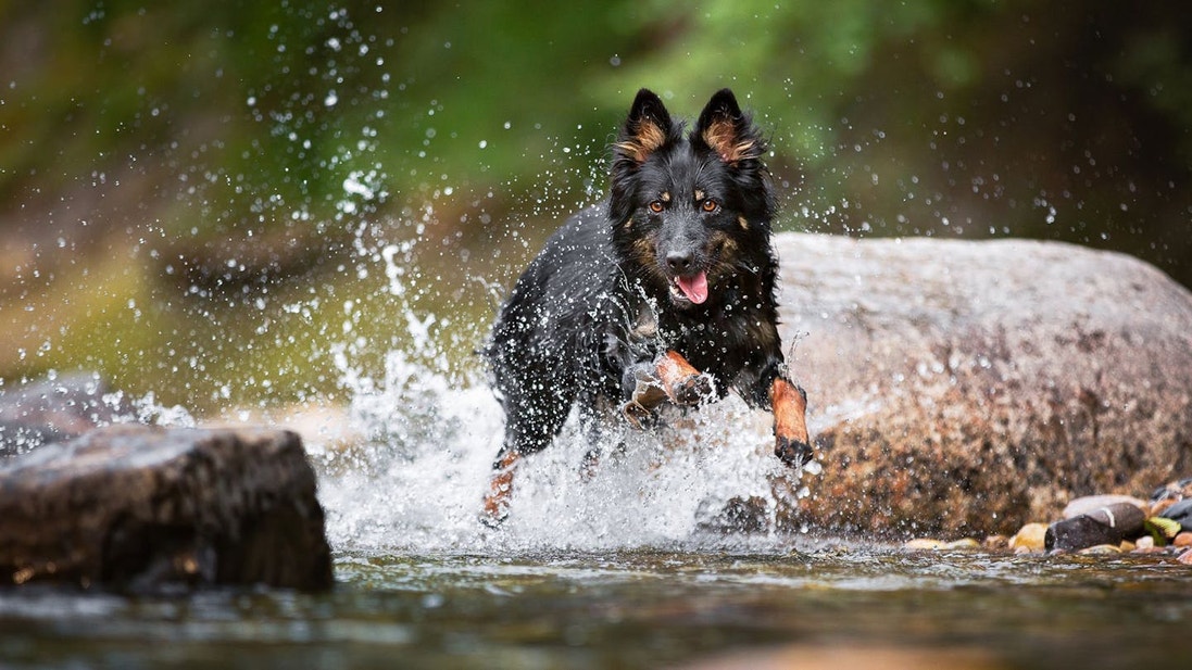 A German Shepherd running through a creek splashing water and splashing water.