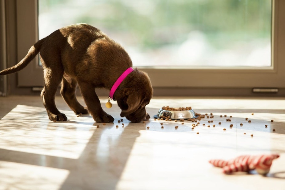 Nutritional Needs of Puppies