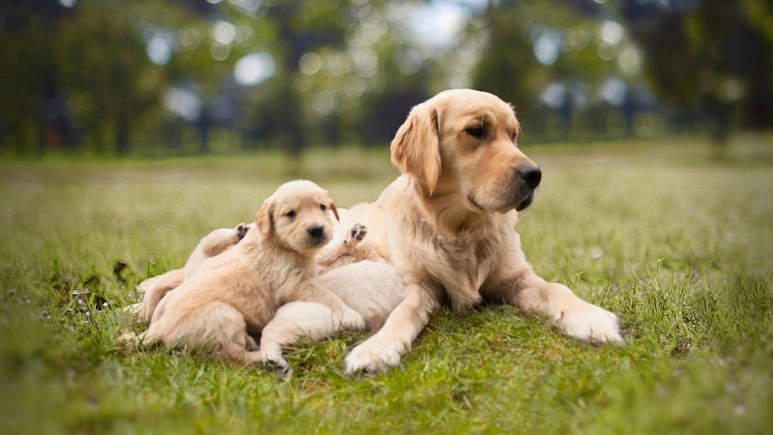 Golden Retriever Puppy lying next to his mother 