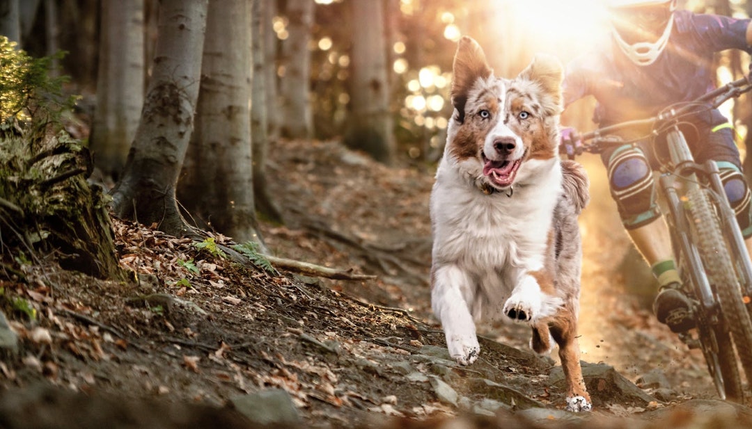 Dog running beside owner biking