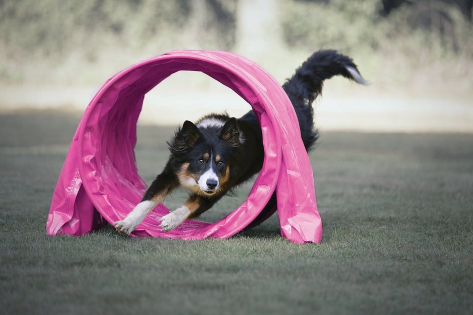 Active dog running an agility course