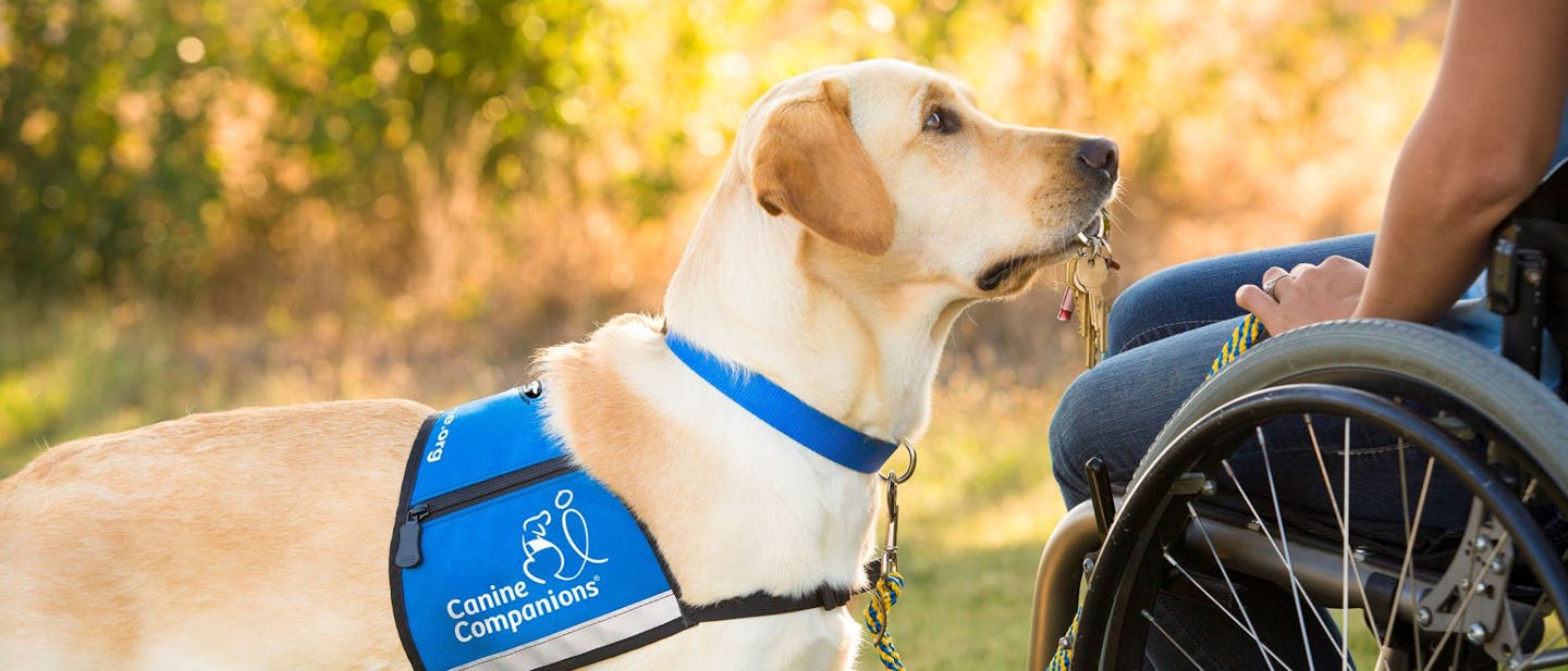 Nutritional Needs of Service Dogs