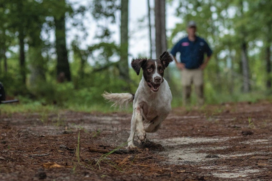 A flushing dog running a training drill in the woods