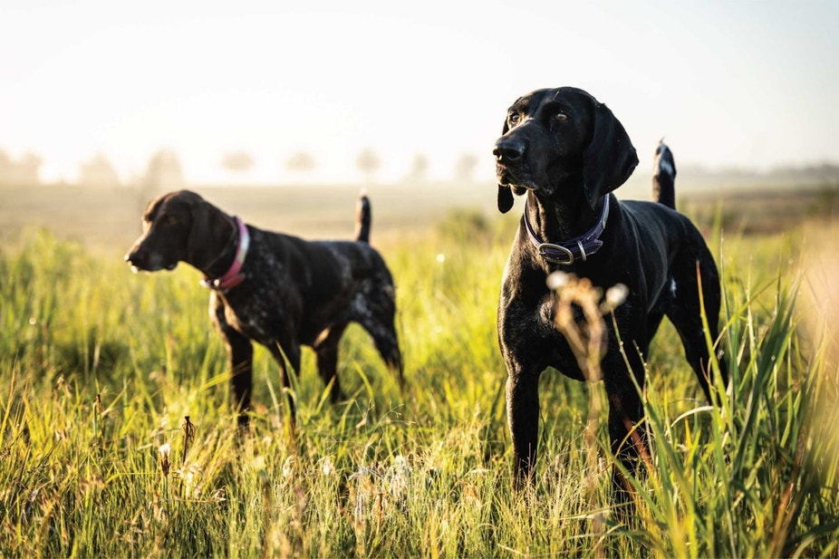 A German shorthaired pointer honoring another pointing dog-s point
