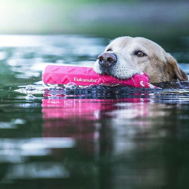 Yellow Lab swims with a pink bumper in his mouth while making a water retrieve