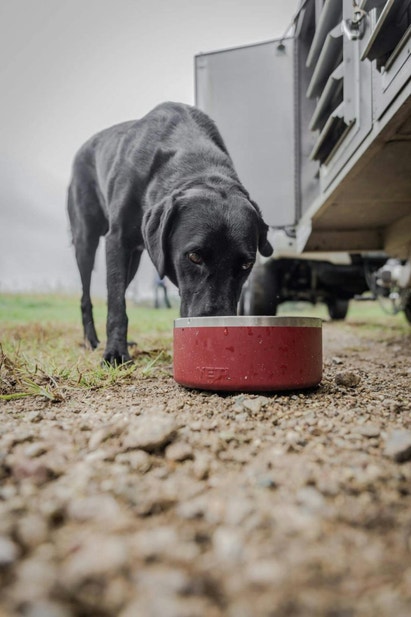 Black Lab eating from his dog bowl next to a dog trailer
