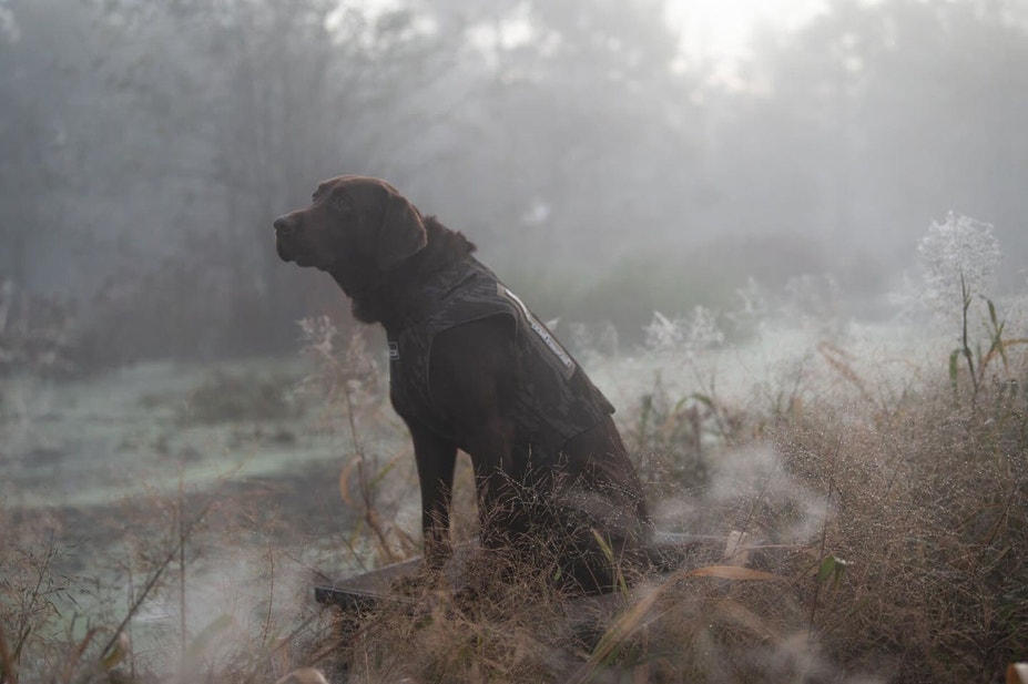Chocolate Lab sitting on stand focused on incoming waterfowl