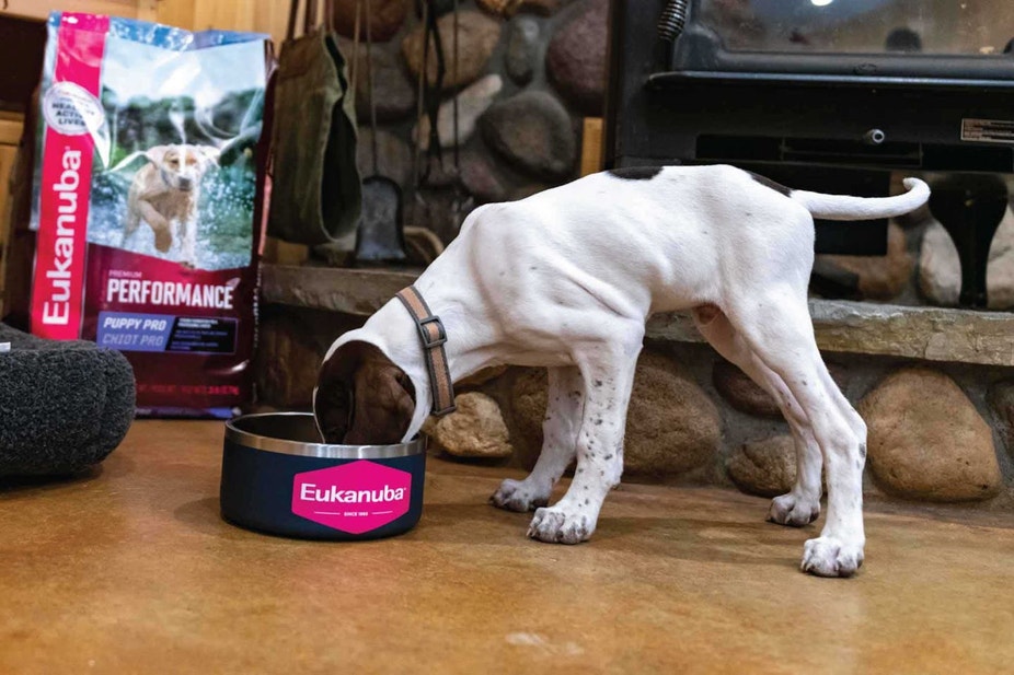English pointer puppy eating Eukanuba Puppy Pro