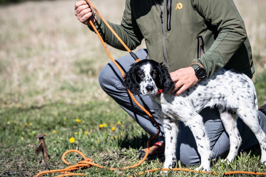 English Setter puppy getting socialized to training with a check cord
