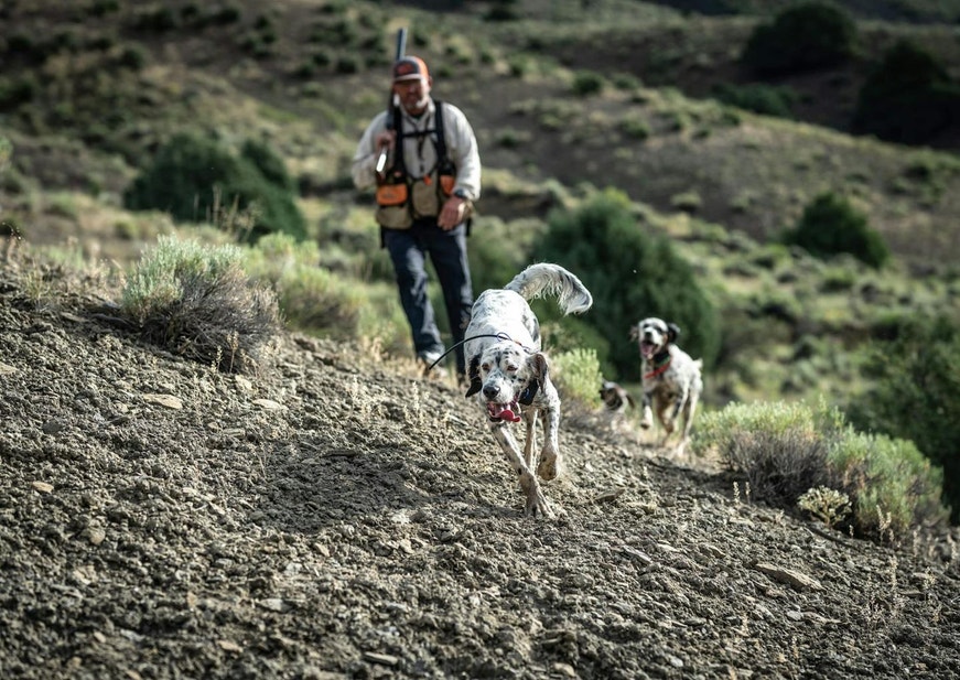English setters running uphill on a rocky terrain during a hunt