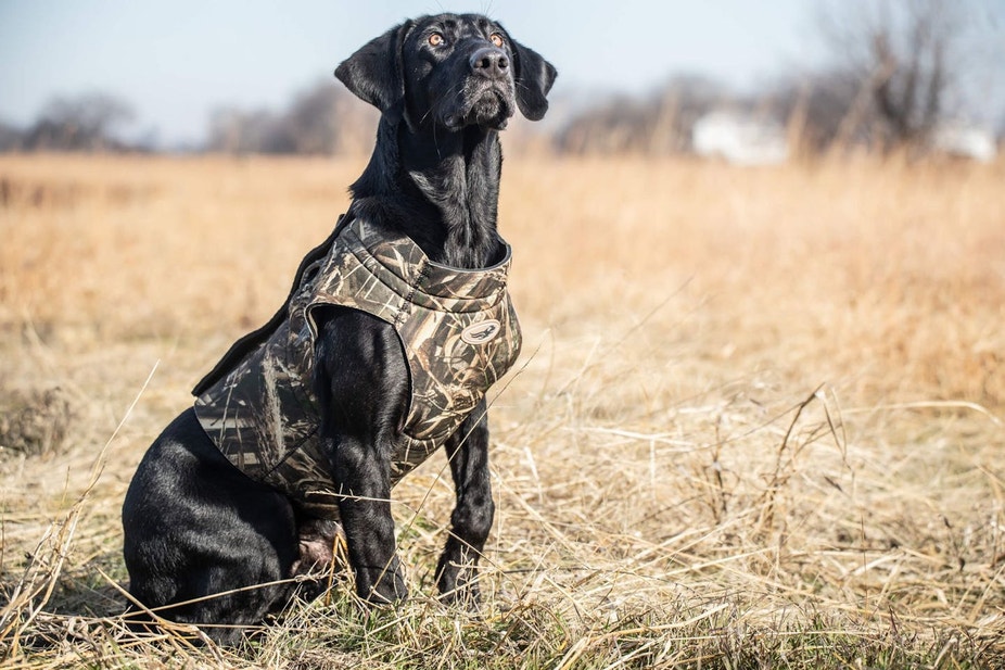 Focused black Lab in field wearing camo vest